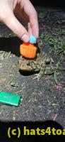 /home//u458753944/public_html/sourcegallery///Roxborough Toad Detour/2025/2025-04-26/20250426_205117.jpg